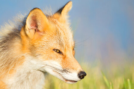 Red fox close-up-4