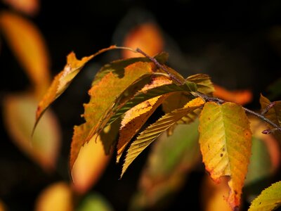 Green fall foliage plant photo