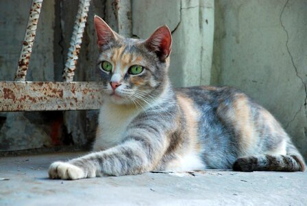 Animal cat claw
