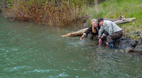 USFWS Fisheries workers release Lake sturgeon in Niagara River, New York-1