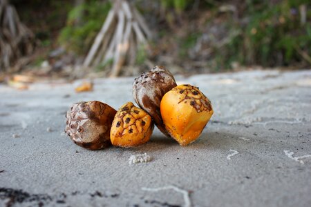 Palm seed tropical