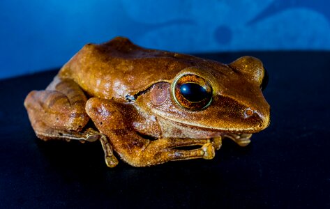 Anuran frog amphibians