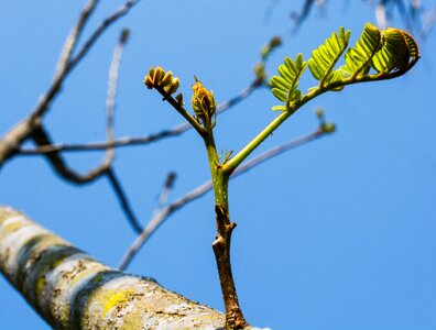 Tree plant spring
