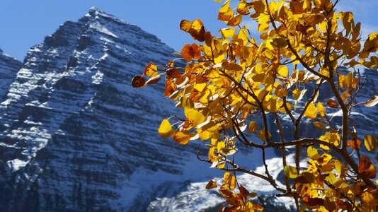 Colorado scenic trees