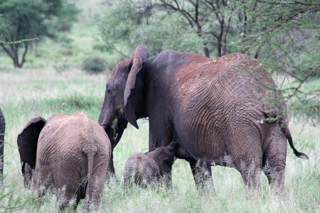 Elephant wild animal safari