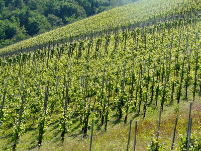Winegrowing vines wine investment