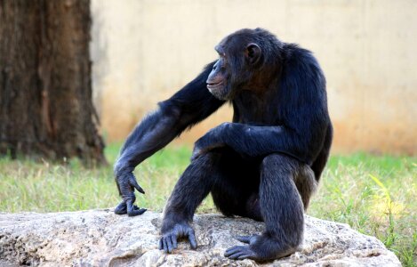 Sitting wildlife mammal photo