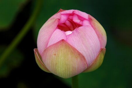 Flowers water lilies pond plants photo