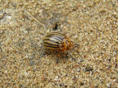 Potato beetle kolorádóbogár sand photo