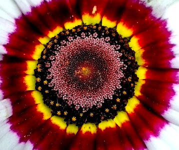 Bloom blossoming close-up