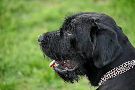 Black pedigree portrait