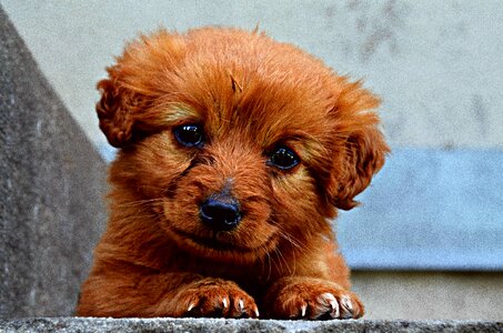 Dog puppy cute