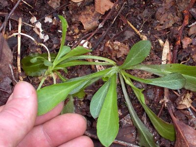 Rosette Silene caryophyllaceae photo