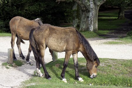 Horse pony wild photo