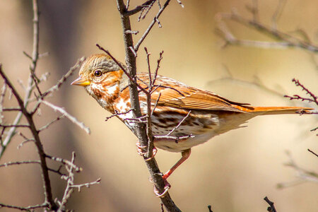 Fox Sparrow-1