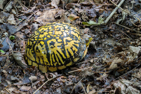 Eastern box turtle-2