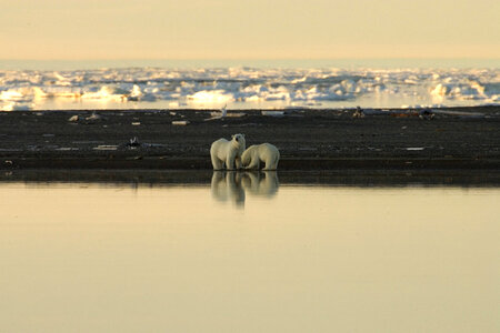 Distant view of a polar bear pair photo
