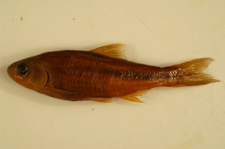 Luxilus cornutus-2