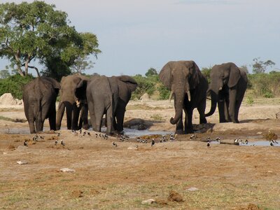 Animal herd water hole photo