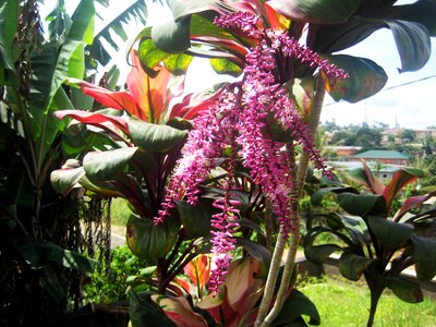 Flower nature landscape