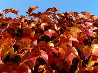 Red autumn leaves photo