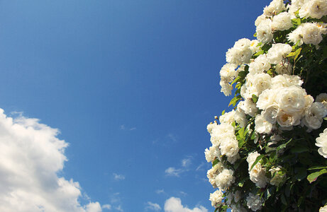 Bush of White Roses Against Blue Sky photo