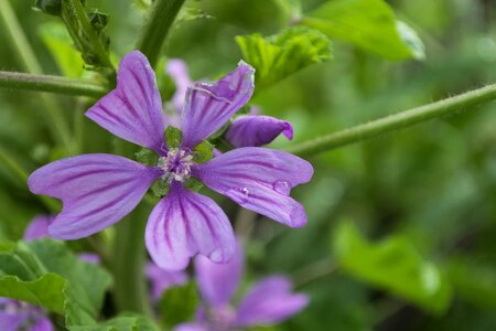 Beautiful beautiful flowers biology