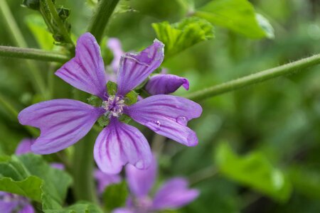 Beautiful beautiful flowers biology photo