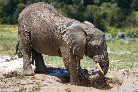 Africa animal beautiful photo