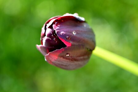 Purple tulip schnittblume