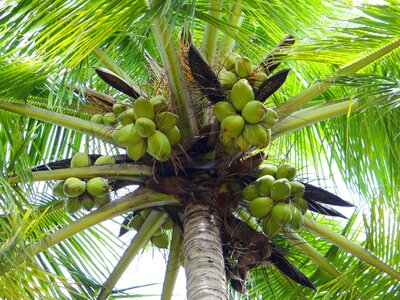 Palm tree tree outdoors photo