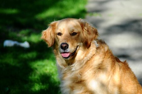 Happy canine domestic