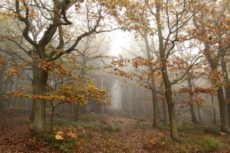 Fall fog forest photo