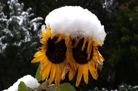 Coldsnap new zealand season