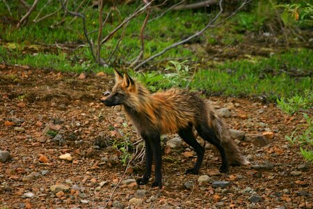 Animal wildlife wild