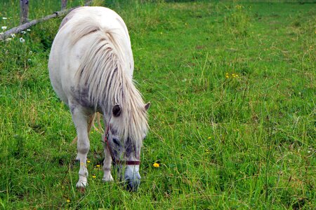 Ride pasture white