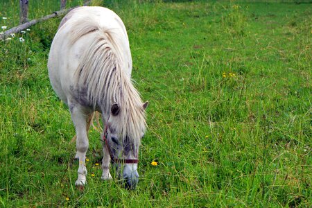 Ride pasture white photo