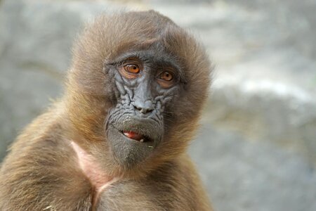 Monkey dschelada mammal