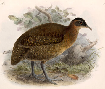 Highland tinamou - Nothocercus bonapartei