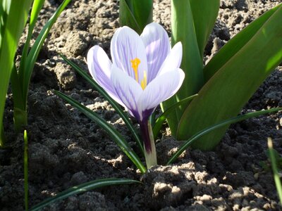Purple nature flower