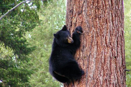 Climbing tree trunk