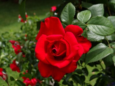 Red flower garden rose photo