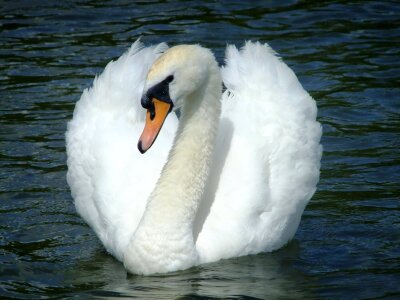 Bright swimming white