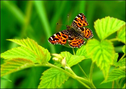 Animals butterflies fauna
