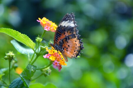 Butterfly flowers qingxinziran bucolic