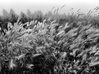 Wheat field photo