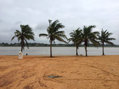 Sea landscape coconut tree photo