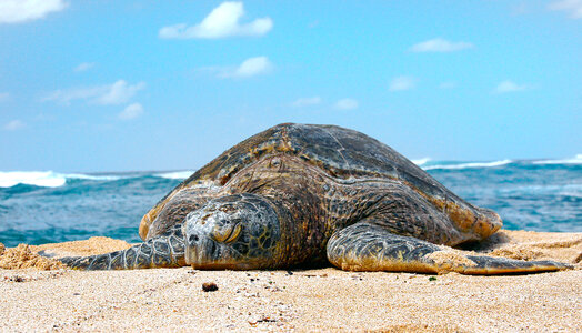 Sea Turtle on shore photo