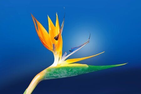 Beautiful beautiful flowers biology