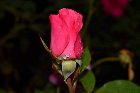Beautiful Flowers bloom blooming
